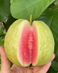 ฝรั่งสีชมพูสด รสชาติดี ผลไม้สด คุณภาพดีเยี่ยม 100% ฝรั่งเขียว ผลผลิตใหม่ หวานมาก จากประเทศไทย - Product Image 2