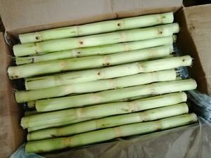 ราคาที่ดีที่สุดอ้อยแช่แข็งจากเวียดนามสําหรับการผลิตน้ําผลไม้จากผลิตภัณฑ์การเกษตรที่มีชื่อเสียงมากที่สุด - Product Image 4