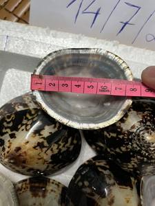 Coquille de limpet ovale unique du Vietnam pour bols à encens et porte-encens d'aromathérapie, coquille marine naturelle de qualité - Product Image 6