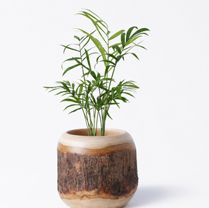 Maceta de Madera Rústica Hecha a Mano, Maceta de Tronco Natural para Plantas de Interior y Exterior, Decoración Ecológica para Jardín de Estilo Rústico - Product Image 5
