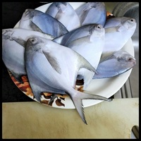 Pomfret Argenté Congelé Compétitif, Pompano Blanc, Exportateur et Importateur Chinois de Fruits de Mer Congelés, Poisson Congelé en Mer