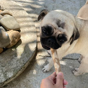 100% Jouet à mâcher en bois de café naturel pour chiens Jouet à mâcher sûr et fort pour animaux de compagnie du Vietnam Demande de téléphone + 84 797415298 Sara - Product Image 3