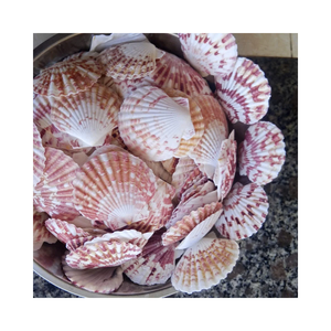 Coquilles Saint-Jacques polies en gros du Vietnam à prix abordable - Coquilles Saint-Jacques peintes directement du village pêcheur du Vietnam - Product Image 6