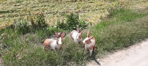 รูปปั้นกระต่ายไฟเบอร์กลาสขายดี ทนทาน ตกแต่งสวนสวยงาม เหมาะสำหรับสนามหญ้า ลานบ้าน และตกแต่งบ้าน มีจำหน่ายแล้ว - Product Image 6