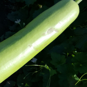 Courge en bouteille saine, légume frais, produit agricole naturel, ingrédient de cuisine sain, aliments nutritifs, vente en gros, export en vrac - Product Image 3