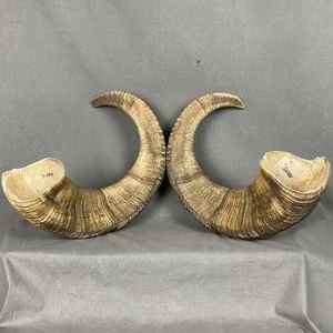 Shofar en corne de bélier sculpté à la main, toutes tailles, prix d'usine, qualité supérieure, poli, conforme aux normes casher. - Product Image 1