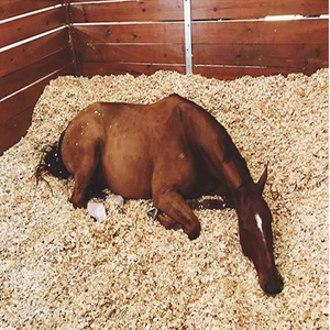 Cama para Animales a Precio de Fábrica, Virutas de Madera para Establos de Caballos, Granjas Avícolas, Cuidado de Mascotas, Ecológico, Calidad de Exportación - Product Image 5
