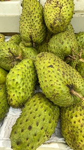 Premium Frozen Soursop 100 Percent <b>Fresh</b> Tropical Fruit from Vietnam Best Price for Wholesale Export Markets - Product Image 3