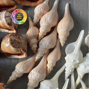 Conchas de Cauri Doradas Raras, en Forma de Cono, Grandes, Naturales, Muestra de Concha Marina, Decoración para Acuario, Hogar, Librería, Regalo - Product Image 5