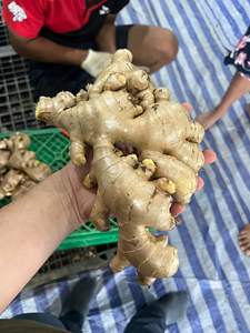 Jengibre Fresco de Vietnam, Calidad Premium, Especia Fuerte, Proveedor Global Confiable - Product Image 4