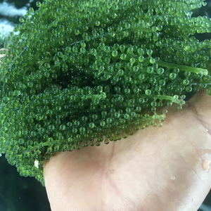 Dried Sea Grapes dehydrated Caulerpa seaweed material for sushi garnish salad topping and culinary use Vietnam - Product Image 1