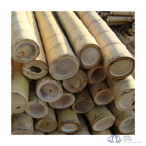 PRODUIT PHARE : Canne de bambou naturel de Tonkin, piquet brut, pour support de plantes agricoles et fournitures de construction, personnalisable, Blue Lotus Farm - Product Image 1