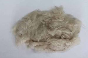High Quality Eco-Friendly Raw Cotton for Pillow Mattress and Upholstery - Product Image 3