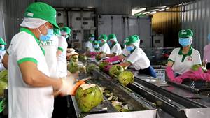 Eau de coco pure 500ml OEM prix de gros Vietnam Fabricant - Product Image 6