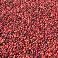 Groothandel Fabrieks Export 95 tot 99% Zuiverheid Robusta Vietnam Oorsprong Groene Koffiebonen A 60kg A Plus Bulkzakken Hoge Kwaliteit