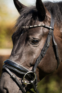 Brida de cuero premium Horsekraft HK-BR230, la más vendida, con cabezada anatómica suavemente acolchada, cristales y narquiler transpirable. - Product Image 6