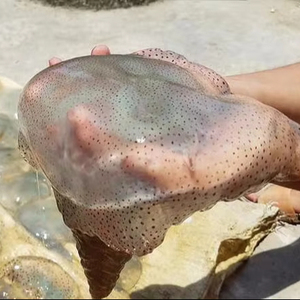 Corps de méduse fait des salades aigres-douces délicieuse odeur de capture ingrédient facile à bas prix - Product Image 2