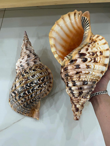 Concha de Trompeta de Tritón Gigante Natural al por Mayor, Concha de Charonia Tritonis de Gran Tamaño para Decoración de Acuarios Domésticos - Macy - Product Image 2