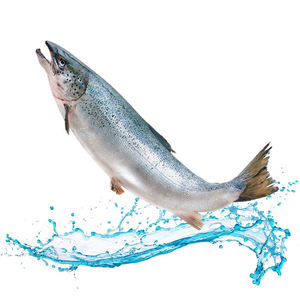 Salmón Congelado de Alta Calidad, Saludable y en Buen Estado - Product Image 2