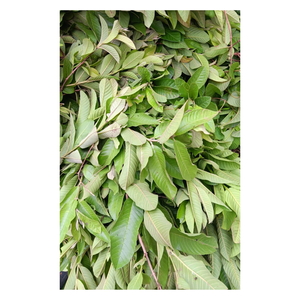 Hojas de guayaba secas naturales para infusiones herbales, suministro directo de fábrica a granel desde Vietnam - Product Image 5