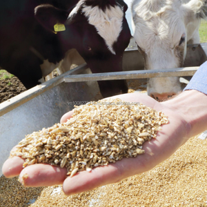 Ingrédient Alimentaire Premium pour Bétail : Grains Séchés de Brassage, 40% de Protéines et Fibres Naturelles, Origine Vietnam, Kim Minh International - Product Image 2