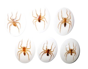 Araña Acuática, Espécimen Real, Cabujón de Plástico Ovalado de 30x40 mm, Base Plana Blanca, para Manualidades y Joyería - Product Image 6