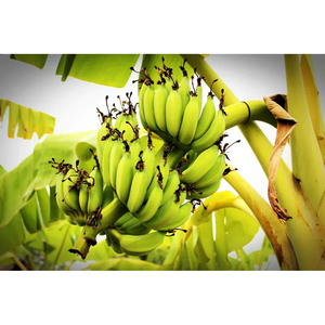 Bananes Cavendish vertes fraîches, produits bruts de première qualité pour la cuisine, le traitement et l'industrie agroalimentaire - Product Image 6