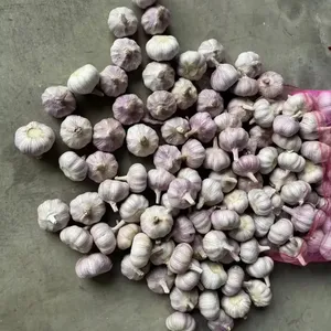 <span class=keywords><strong>Ajo</strong></span> de China para el Mercado del Sudeste Asiático, Suministro Mensual de 35-40 MT, <span class=keywords><strong>Ajo</strong></span> Fresco - Product Image 6