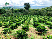 Meilleur prix pour du café vert Robusta torréfié léger vietnamien, certifié ISO, 100% Robusta Grade AA, 60 kg/sac, en vrac. Contactez Agrikim
