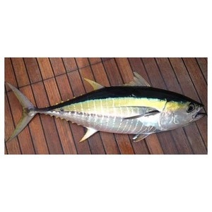 ปลาทูน่ากระป๋องคุณภาพพรีเมียม รสเค็ม นำเข้าจากเยอรมนี น้ำหนัก 100 กก. สำหรับบรรจุกระป๋องหรือปรุงอาหาร - Product Image 2
