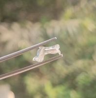 Stonewels Diamant CVD de laboratoire 1,57 ct, certifié IGI, taille fantaisie, en forme de chien Teckel, diamant non monté, expédition immédiate, pendentif personnalisé, cadeau commémoratif pour animal de compagnie