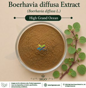 Suministro Directo de Fábrica HGO, Extracto de Boerhavia diffusa (Boerhavia diffusa L.) Grado Alimenticio, Relación 4:1 5:1 10:1 20:1 100:1 200:1 - Product Image 1