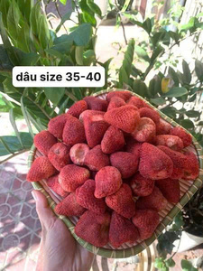 สตรอว์เบอร์รีอบแห้งแบบแช่แข็งจากเวียดนาม รสหวานกรอบ พรีเมียม ขนมผลไม้ แพ็คขายส่งสำหรับผู้นำเข้า - Product Image 3