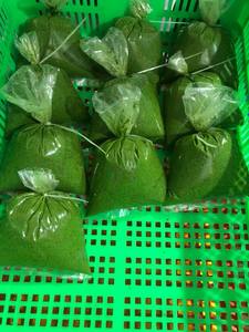 ÉXITO DE VENTAS 2025 EXPORTACIONES DE VIETNAM HOJA DE YUCA CONGELADA NUEVO MODELO ALTA CALIDAD PRECIO COMPETITIVO/ SRA. SELINA - Product Image 2