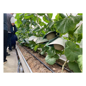 คุณภาพเยี่ยม น่าชื่นชม หลากหลายพันธุ์ สีเขียว สีแดง เนื้อผลไม้สด แตงโมสด - Product Image 1