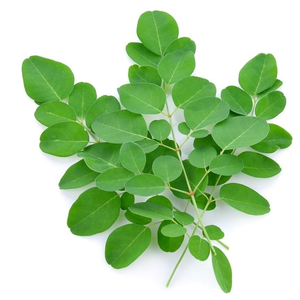 Polvo de Moringa Oleifera OEM con 99% de Pureza, Suministro a Granel para Batidos de Proteínas, Barras Energéticas y Empaquetado de Marca Privada - Product Image 1