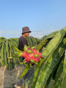 ผลไม้สดออร์แกนิกคุณภาพสูง ผลมังกรแดงสดใหม่ 100% ผลไม้เขตร้อนเอเชีย รับผลิตแบบ OEM ODM - Product Image 3