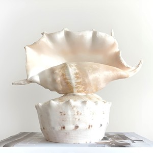 Room decor accent table lamp with clamshell base competitive price seashell <b>night</b> <b>light</b> lamps - Product Image 4