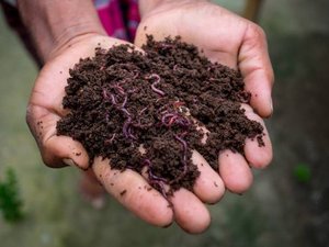 VERMICOMPOST ORGANIC FERTILIZER In Best Quality Product Organic Fertilizer Vermicompost For Plants High Quality Vermicompost - Product Image 6