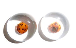 Cabochon en plastique rond de 25x25 mm avec spécimen réel de coccinelle, fond plat transparent, pour artisanat et fabrication de bijoux - Product Image 1