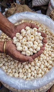 Makhana de la región de Mithila con etiqueta de origen <span class=keywords><strong>Bihar</strong></span>, raíz y hoja naturales, listo para exportación, calidad premium garantizada, fabricante y exportador de confianza de la India - Product Image 2