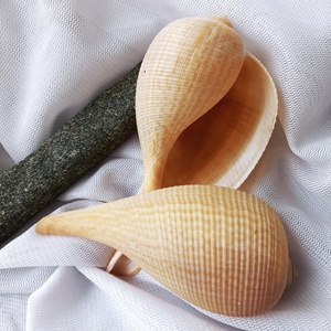Coquillages pour décoration d'aquarium et de terrarium, prix le plus bas, coquillages de qualité supérieure, coquillages naturels. - Product Image 4