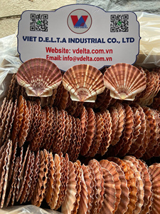 Concha de vieira natural para decoración del hogar y manualidades |   Venta al por mayor |   Proveedor de Vietnam |   Anna - Product Image 2