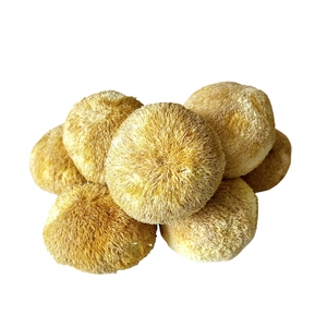 Champignons <span class=keywords><strong>de</strong></span> crinière <span class=keywords><strong>de</strong></span> <span class=keywords><strong>lion</strong></span> séchés <span class=keywords><strong>de</strong></span> couleur jaune clair, 5 à 8 cm - Product Image 6