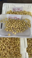Tranches de champignons de qualité supérieure, entières, salées et conservées, Agaricus Bisporus en gros fûts pour l'exportation sur le marché mondial