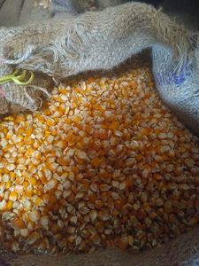 Maíz para Palomitas de Maíz, Producto Brasileño, Suministro a Granel, Grano de Maíz Seco para Uso Humano y Animal, 1 Año de Garantía - Product Image 1