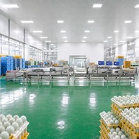 Système de nettoyage et de séchage des œufs de cane 30000 EPH Équipement de transformation alimentaire