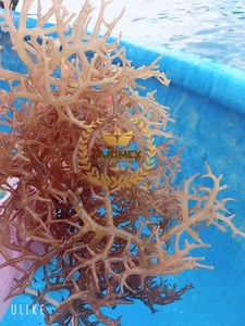 มอสทะเลออร์แกนิกมอสทะเลสีทอง1กก. สีม่วงเซนต์ลูเซีย2025จากเวียดนาม - Product Image 4