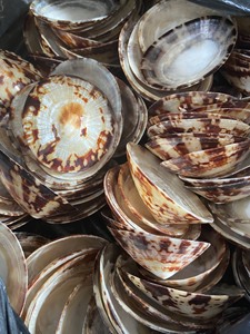 Collection en gros de coquilles de limpets pour l'artisanat sur le thème de l'océan, les présentoirs muraux, les articles cadeaux et les projets décoratifs - Product Image 6
