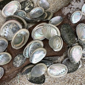 Best price natural <b>abalone</b> sea <b>shells</b> raw seashell <b>abalones</b> beautiful seashells for beach decoration - Product Image 2